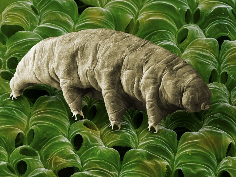 tardigrade