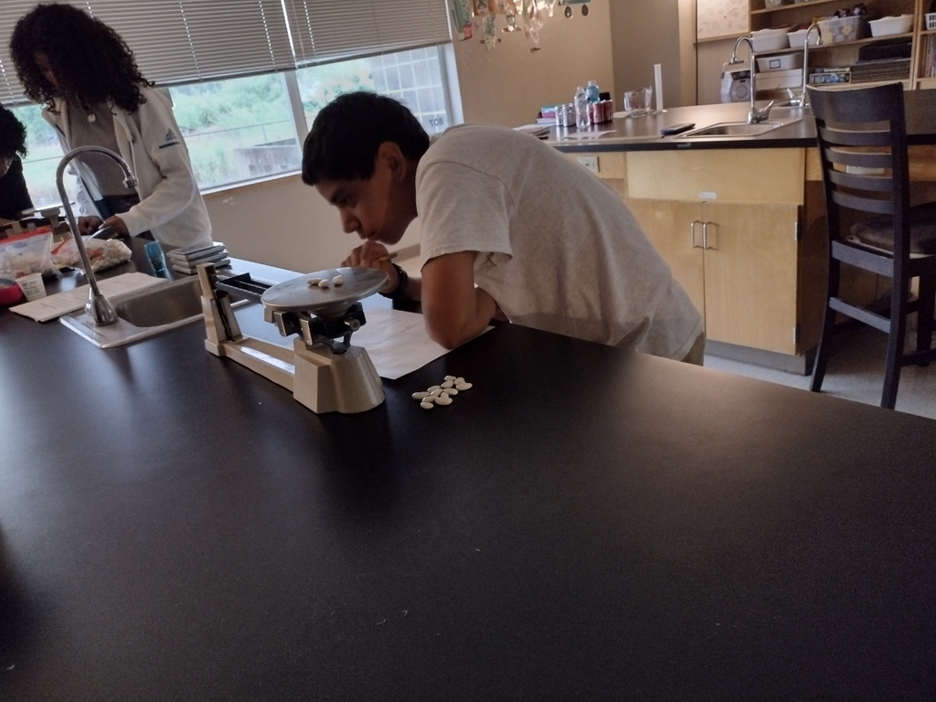 lab