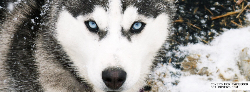 huskie