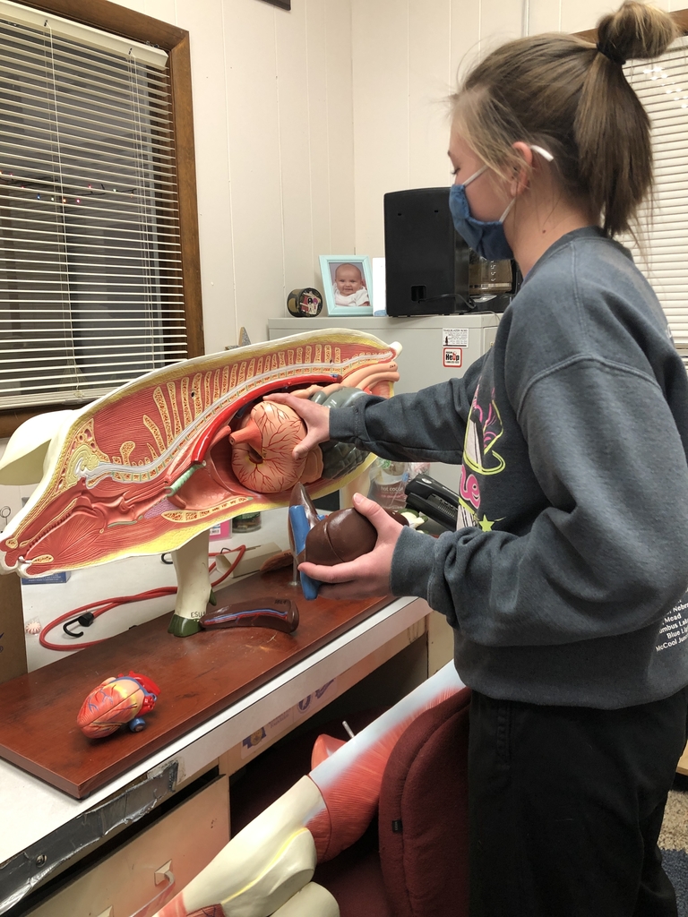 Hog digestive system