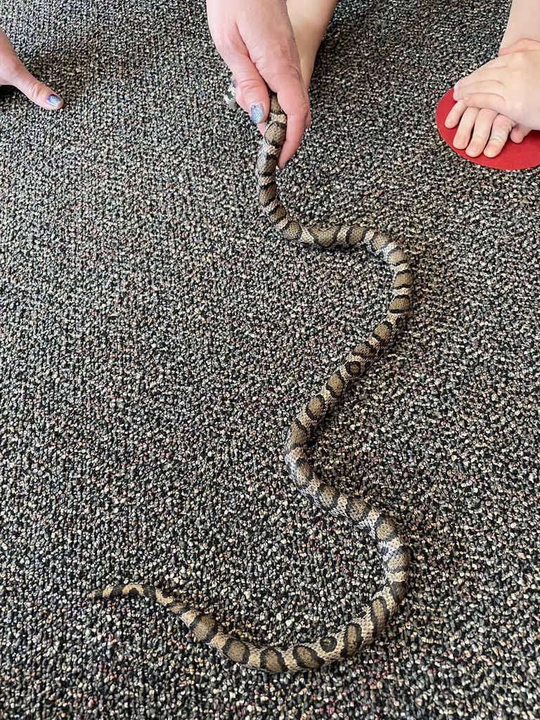 Snake