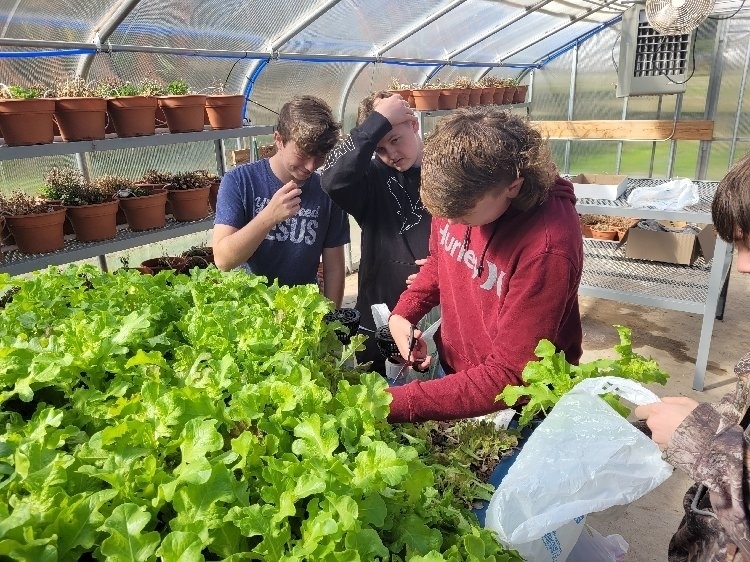 lettuce harvest