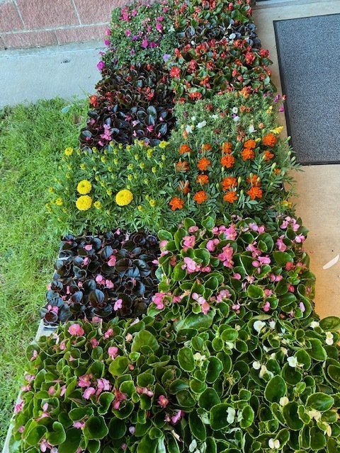 flowers