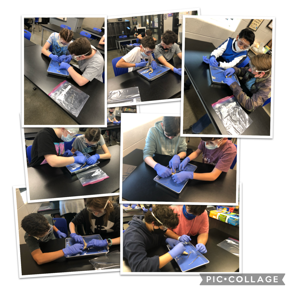 Frog Dissections