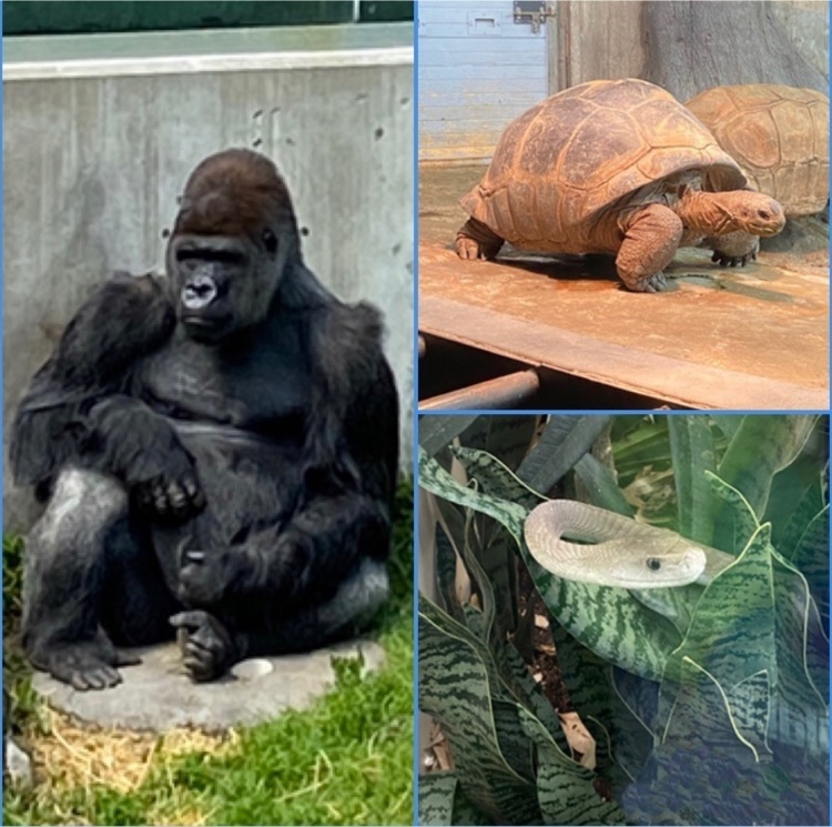 ape, turtle, and snake