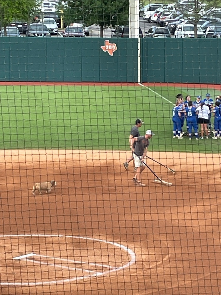dog working the field