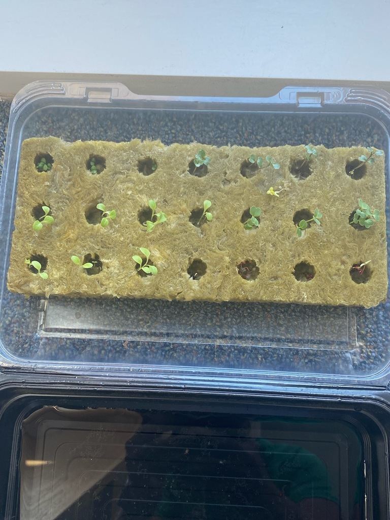 seeds