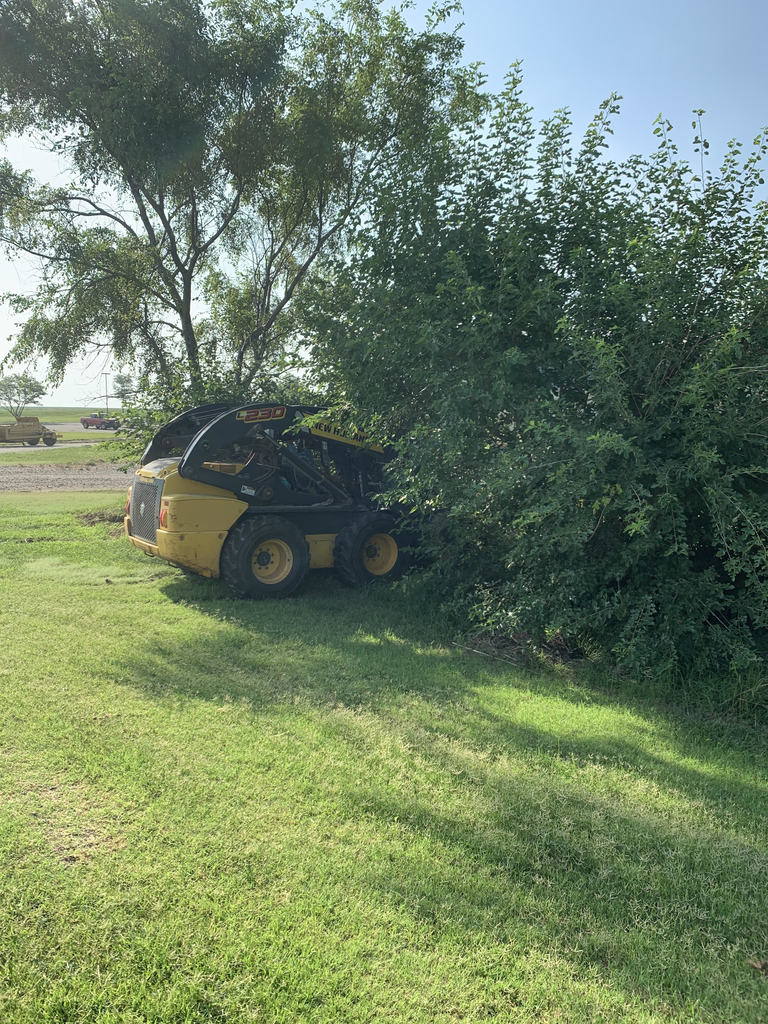 trees