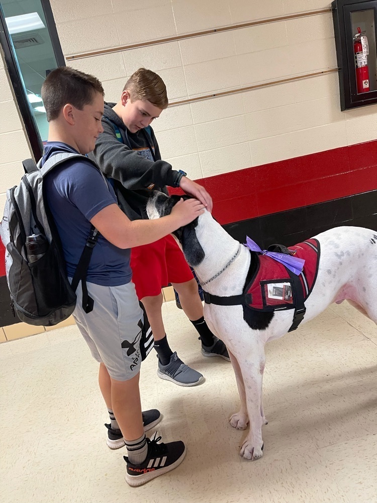 6th grade boys pet Domino