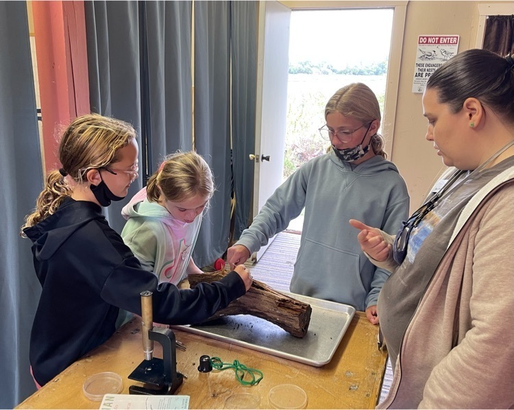 looking for bugs in pieces of wood