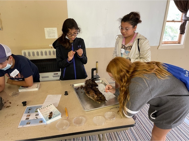 looking for invertebrates