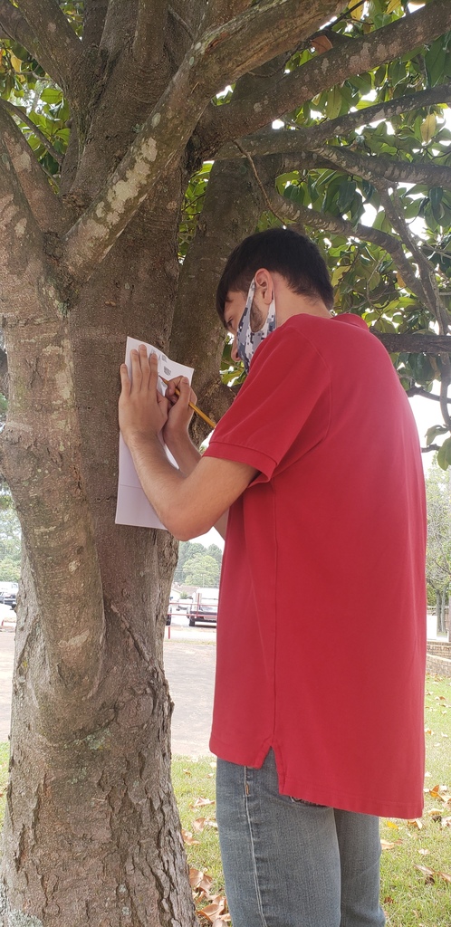 Art on Trees
