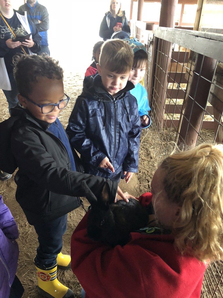 Kindergarten loved visiting Heifer Ranch this week!