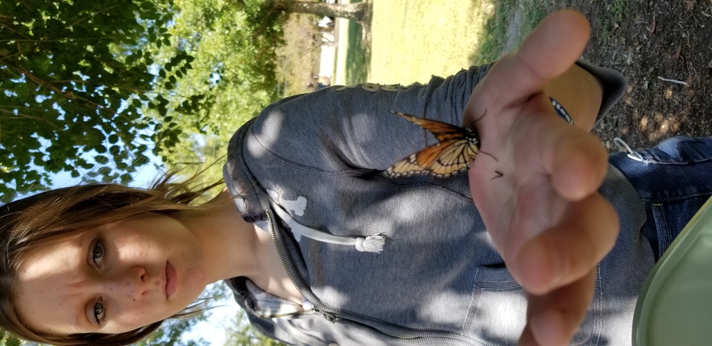 Monarch tagging