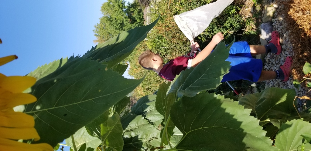 Looking for bugs for a biodiversity study
