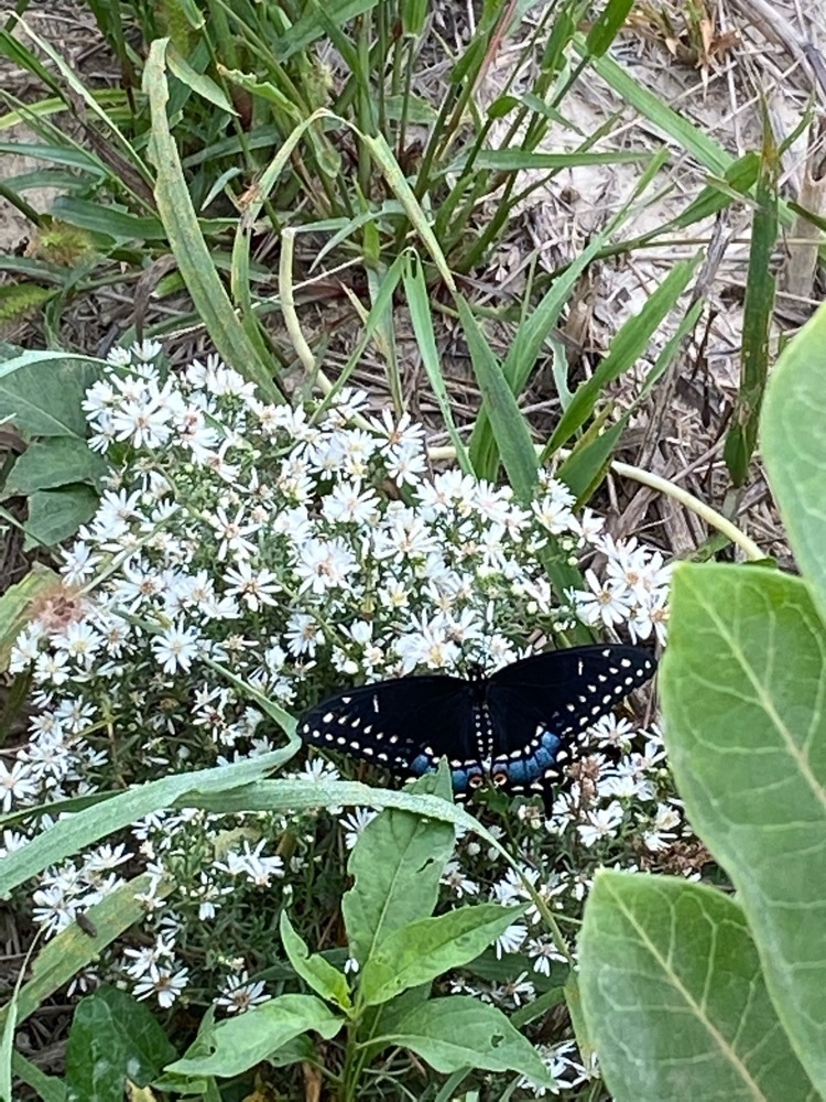 black swallowtail release