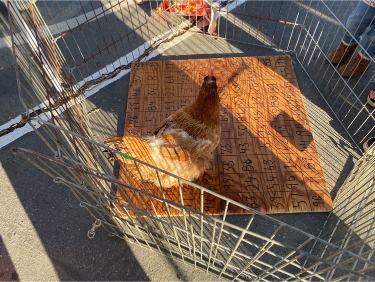 Good work LuLu the chicken!
