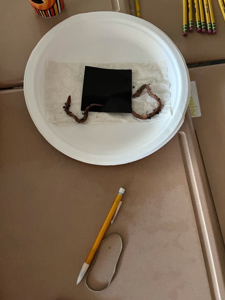 observing worms in life science 