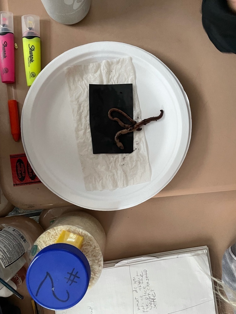 observing worms