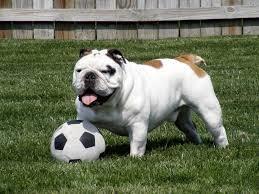 soccer