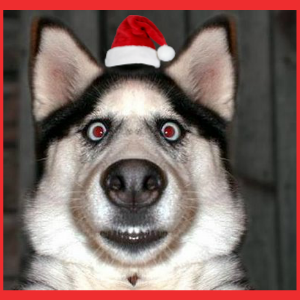 Doggo