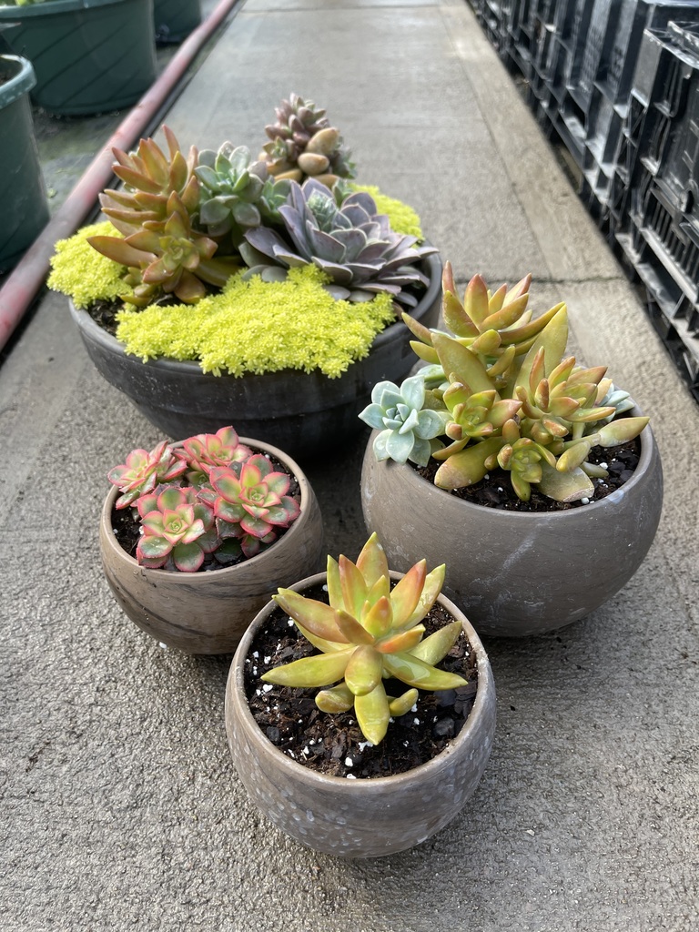 bowls