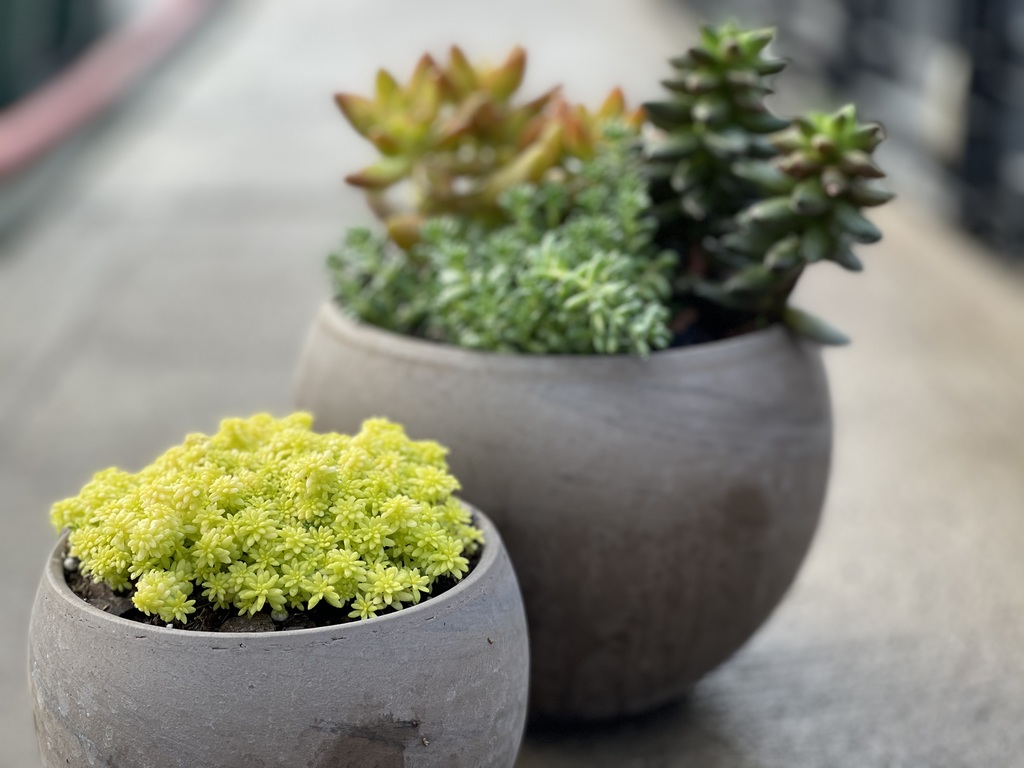 bowls