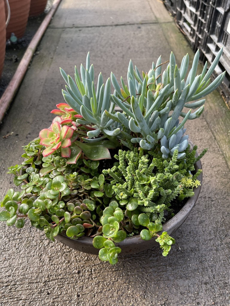bowl