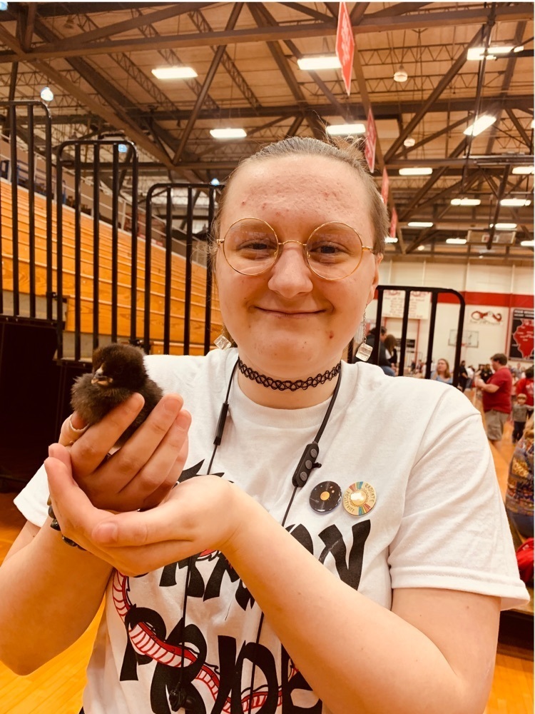 baby chicks