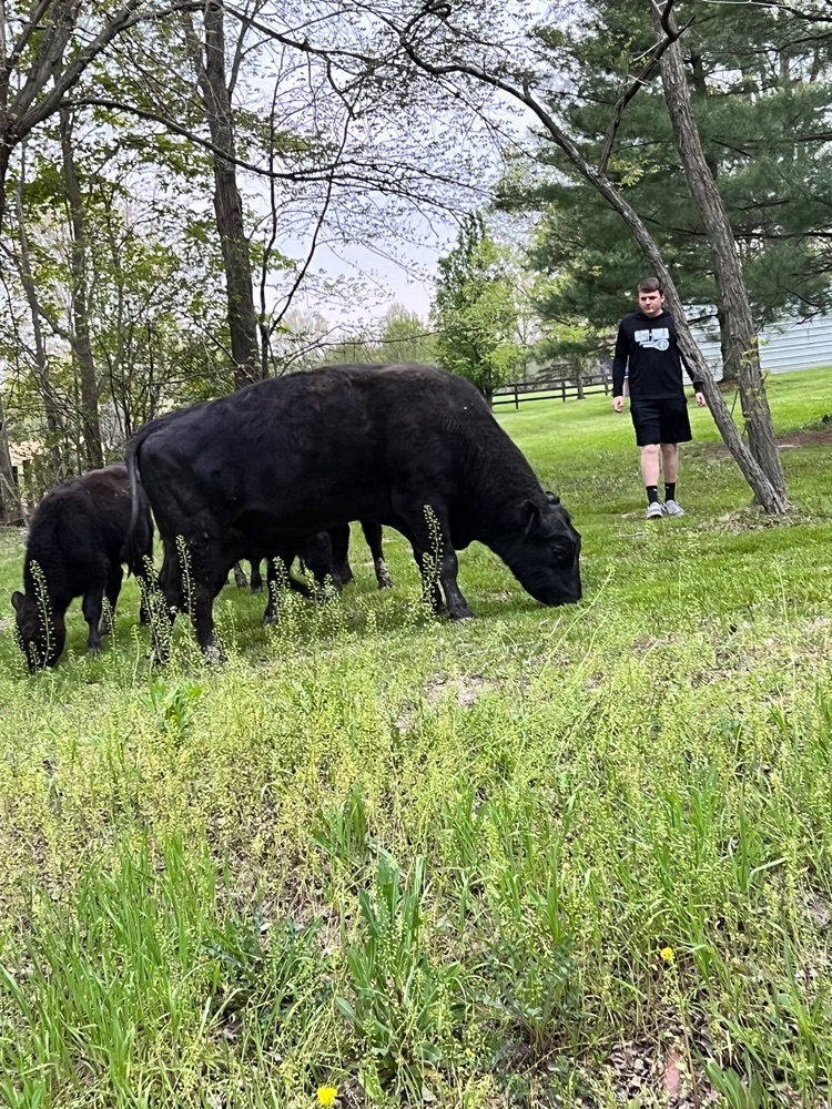 cows