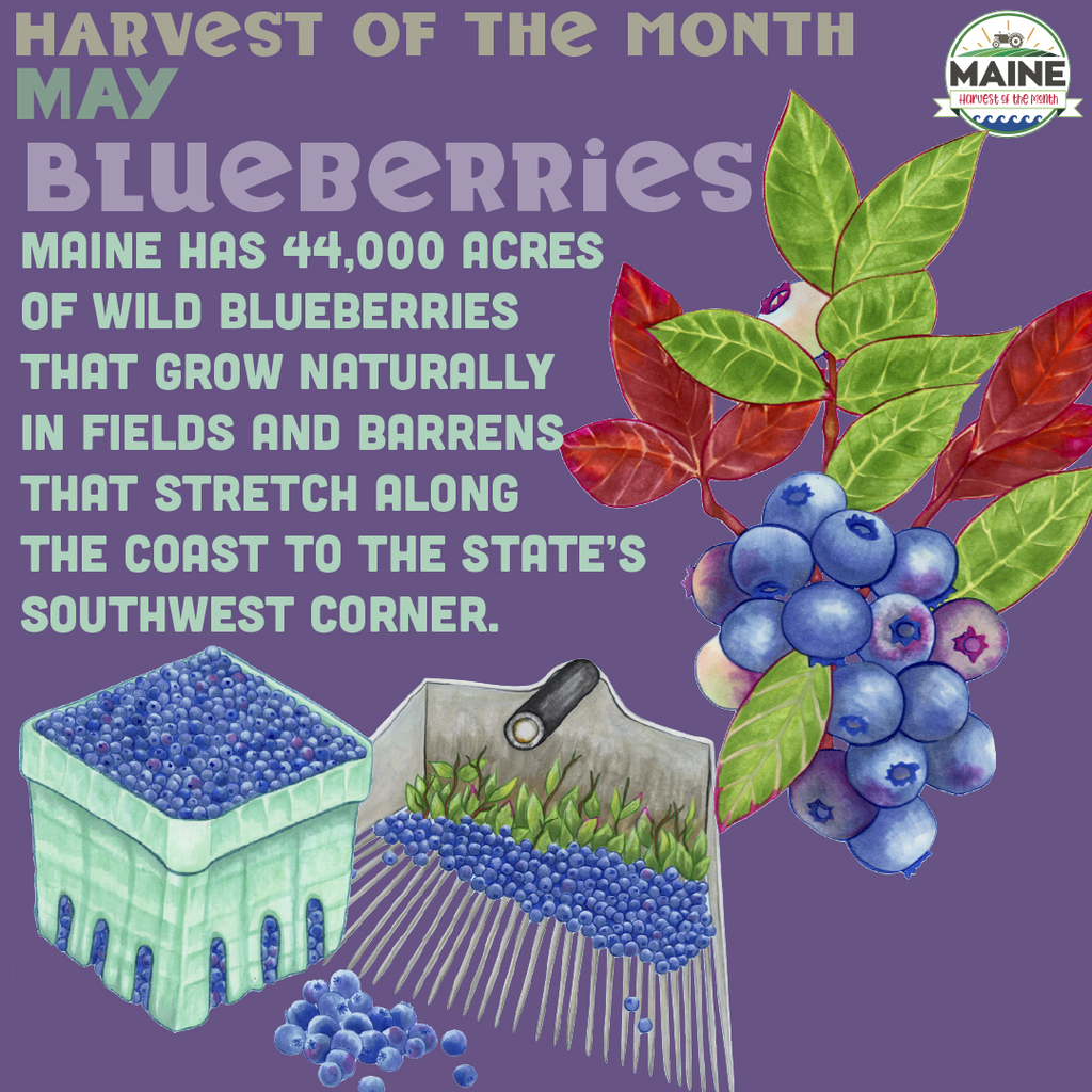 Maine blueberries