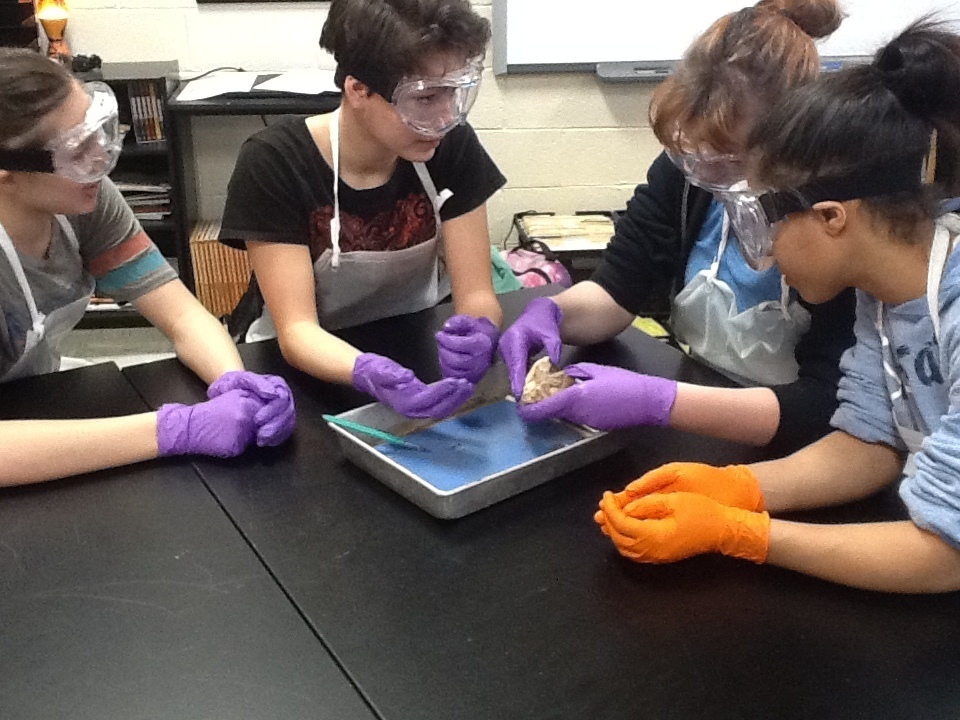 Students dissecting sheep heart.
