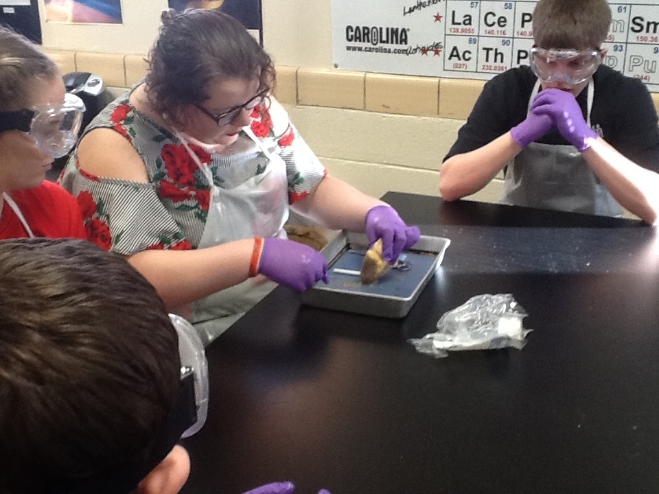 Students dissecting sheep heart.