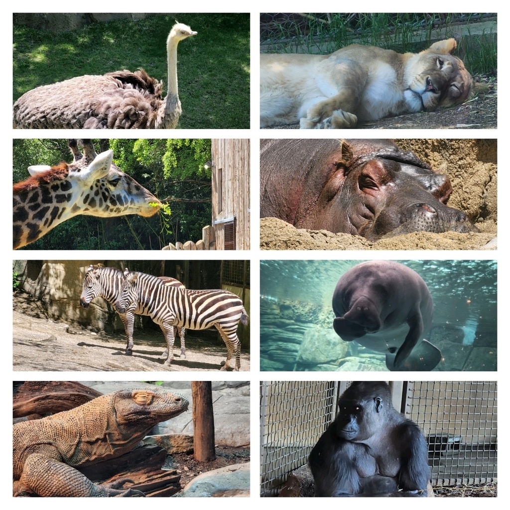 zoo animals 