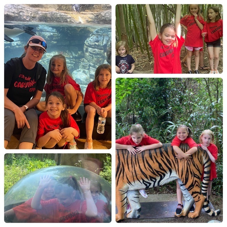 1st grade field trip to the zoo