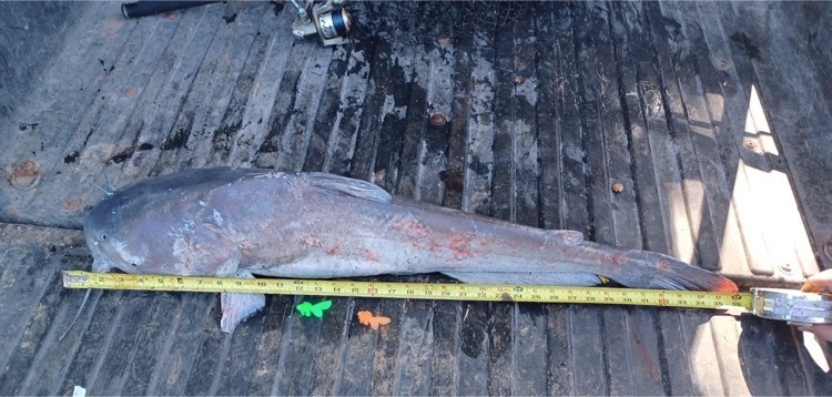Team Stottlemire’s Catfish