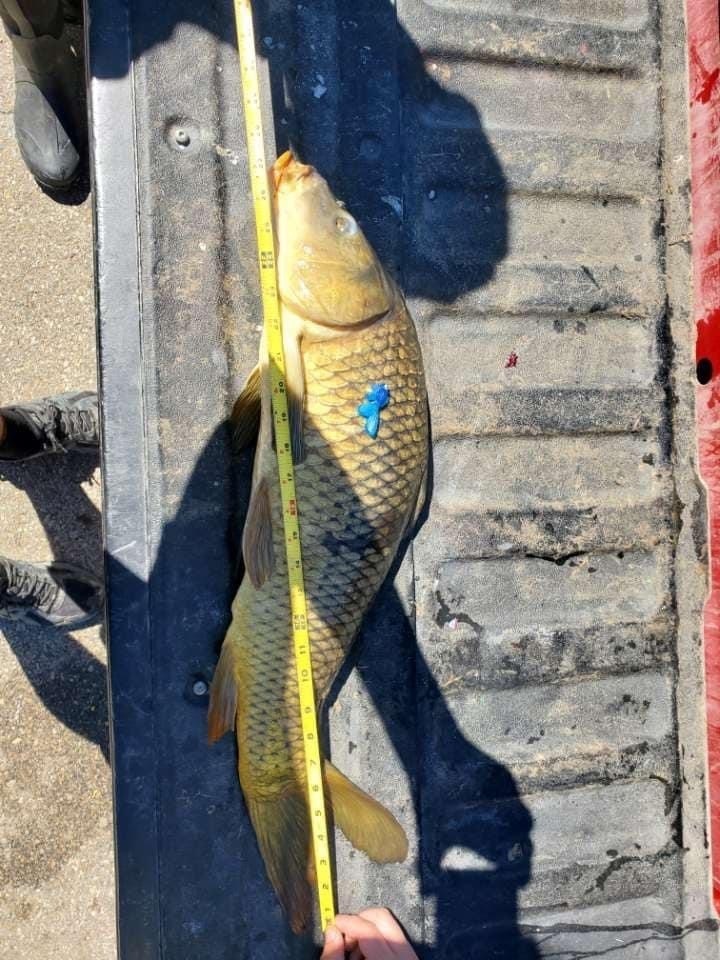 None of can believe we let a carp win the other big fish division