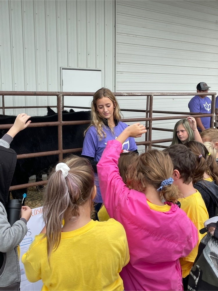 cattle presentation