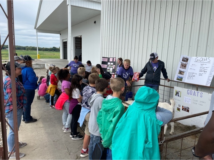 Hogs, Goats and Sheep presentations