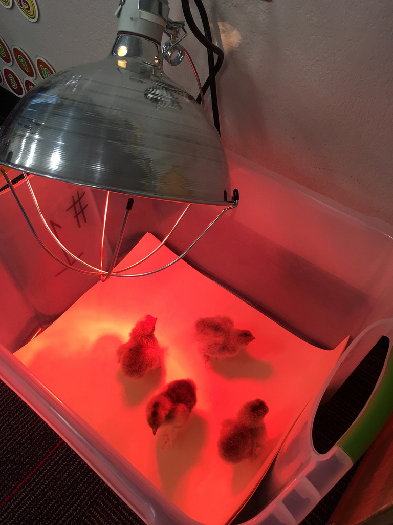 We have chicks!