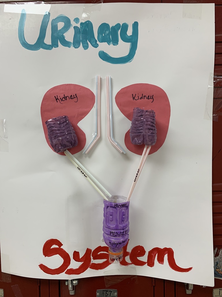 urinary system