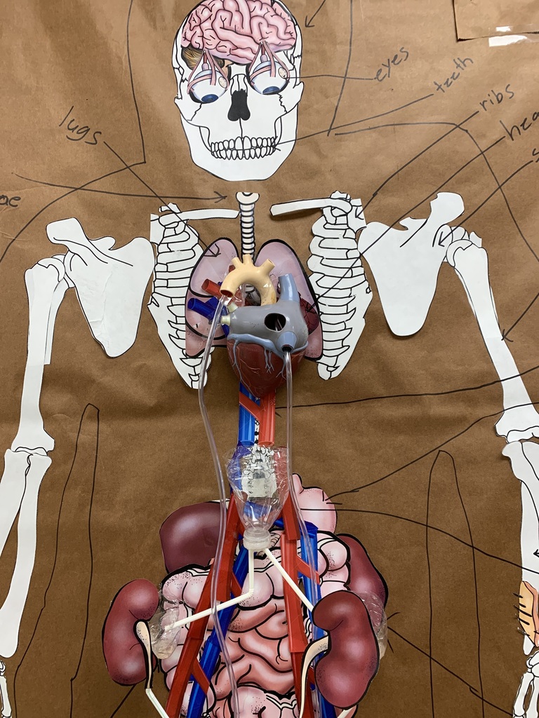 urinary system