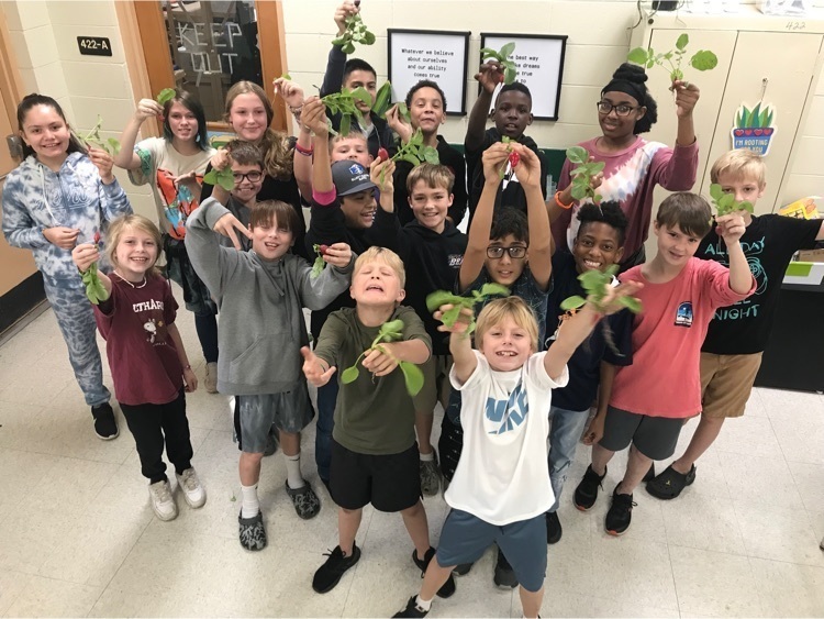 Agricultural Engineering harvested (and sampled!) radishes today that they planted in our garden plots.