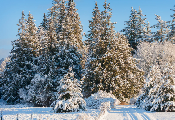 snow