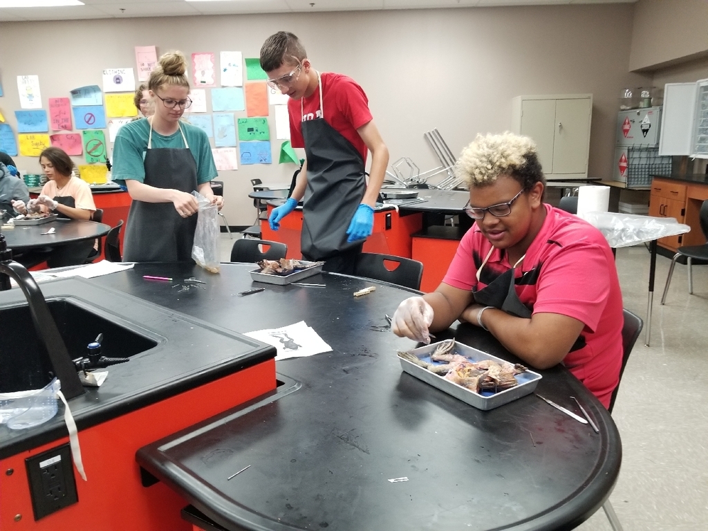 sophomores dissecting frogs 