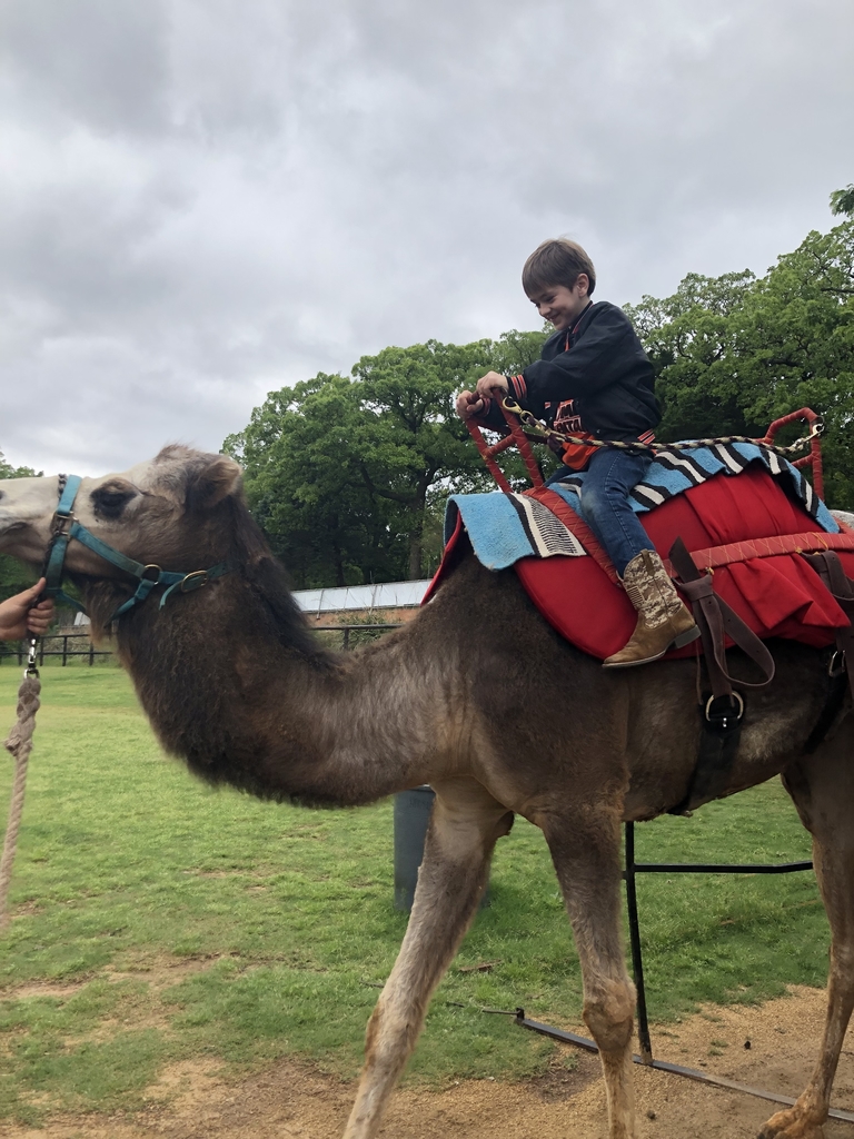 Camel ride