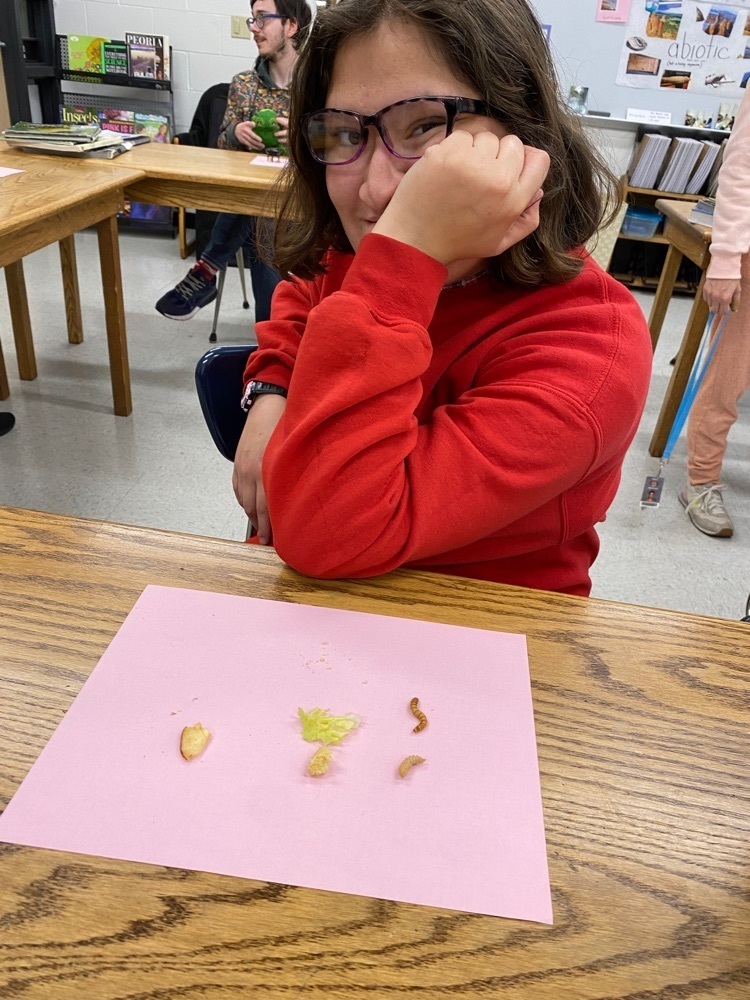 Studying the different phases of the beetle’s life cycle...