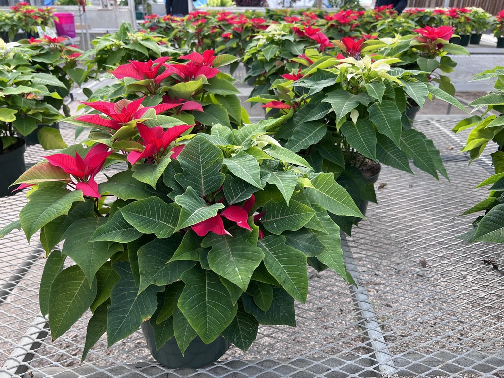 Poinsettia Sale !