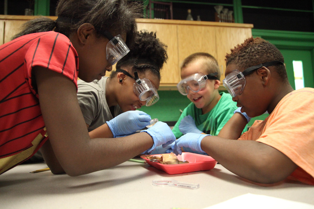 Four students dissecting squids