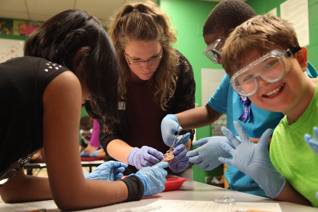 Students dissecting squids